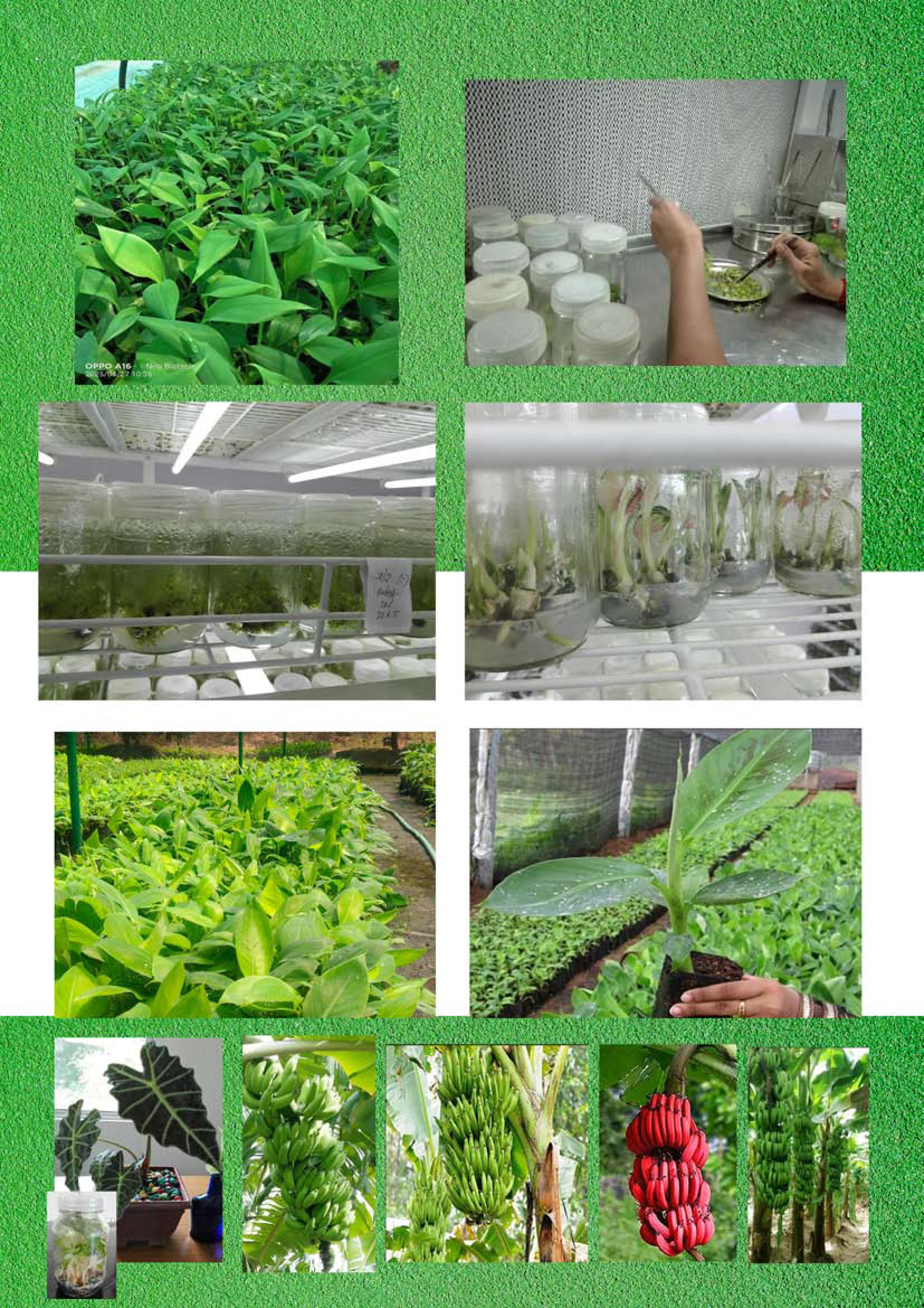 Ongoing Collaborative Projects