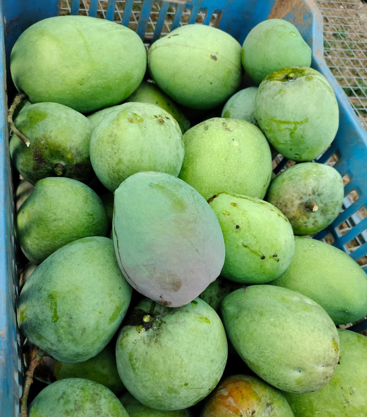 Fruits
