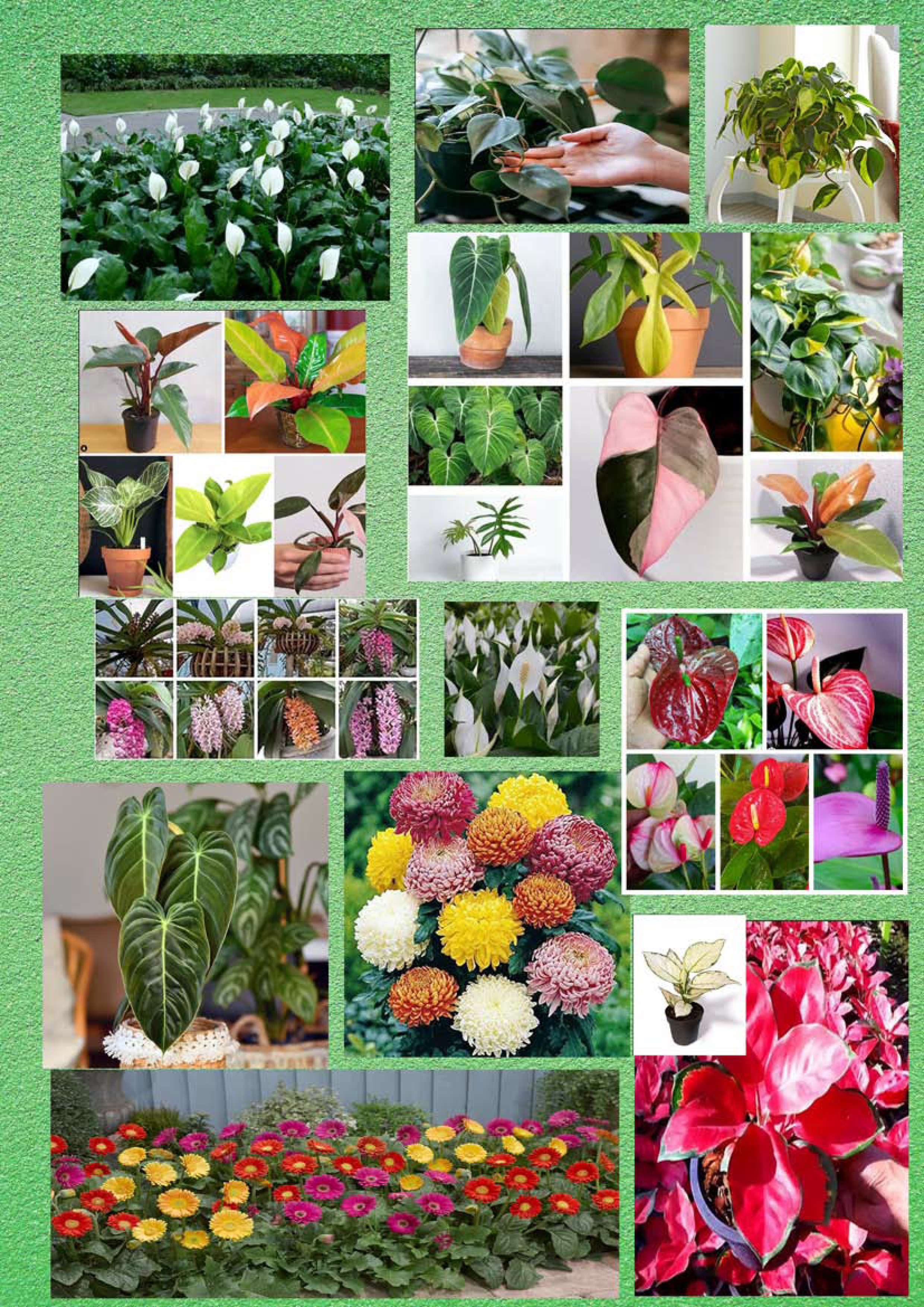 Ever Green T.C Nursery